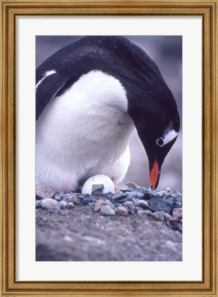 Framed Gentoo Penguin on Nest, Antarctica Print