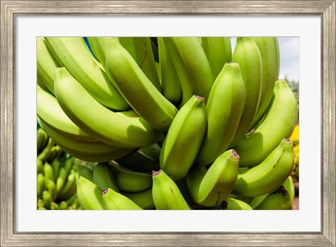 Framed Africa, Cameroon, Tiko. Bunches of bananas at banana plantation. Print