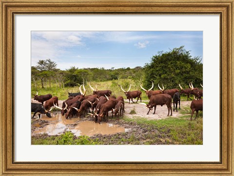 Framed Ankole-Watusi cattle. Uganda Print