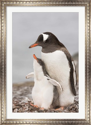 Framed Antarctica, Aitcho Island. Gentoo penguin chick Print