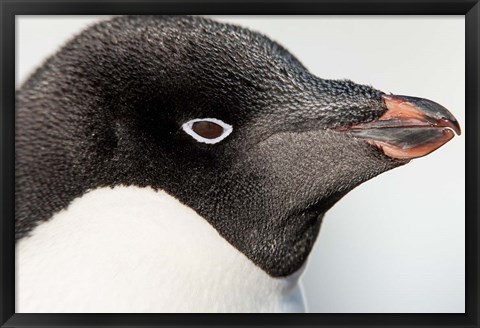 Framed Antarctica, Petermann Island, Adelie Penguin portrait. Print