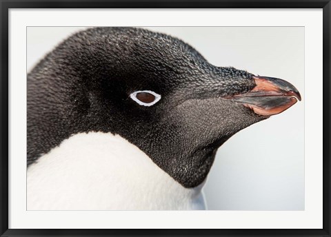 Framed Antarctica, Petermann Island, Adelie Penguin portrait. Print