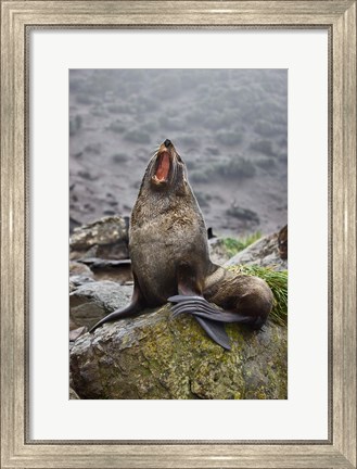 Framed Antarctica, South Georgia, Elsehul Bay, Fur seal Print