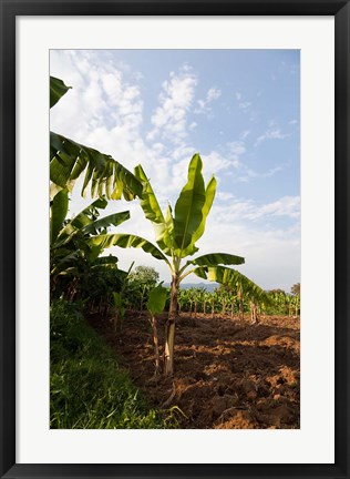 Framed Banana Agriculture, Rift Valley, Ethiopia Print