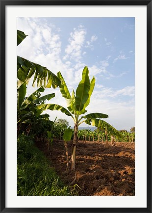 Framed Banana Agriculture, Rift Valley, Ethiopia Print