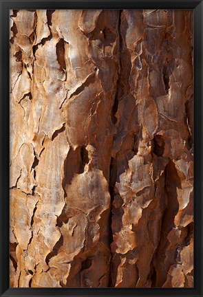 Framed Bark on trunk of Quiver Tree, near Fish River Canyon, Namibia Print