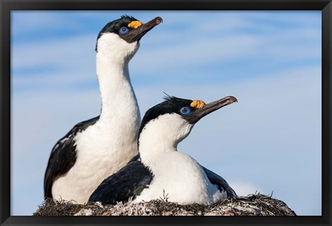 Framed Blue-eyed Shags on its nest, Petermann Island, Antarctica. Print