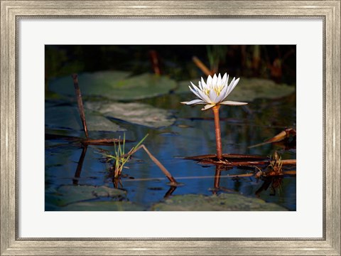 Framed Botswana, Okavango Delta. Water Lily of the Okavango Print