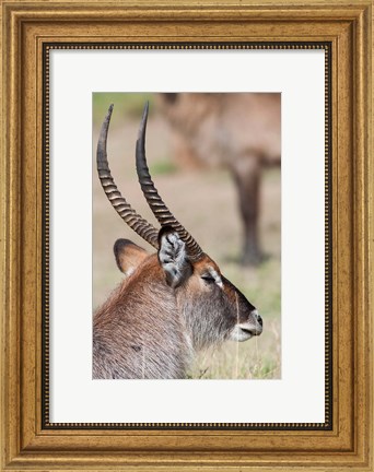 Framed Defassa Waterbuck, Maasai Mara, Kenya Print