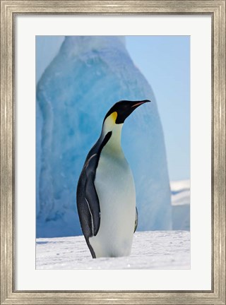 Framed Emperor Penguin on ice, Snow Hill Island, Antarctica Print