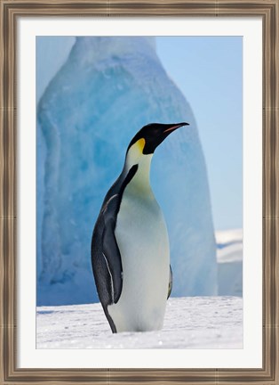 Framed Emperor Penguin on ice, Snow Hill Island, Antarctica Print