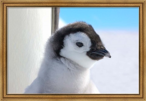 Framed Chick Emperor Penguin, Antarctica Print