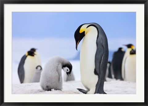 Framed Emperor Penguins, Antarctica Print