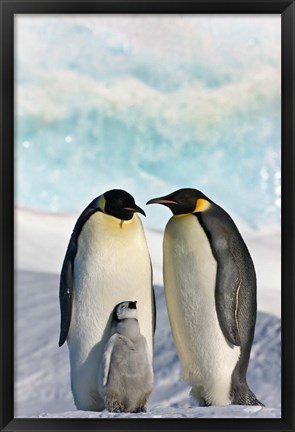 Framed Three Emperor Penguin, Snow Hill Island, Antarctica Print