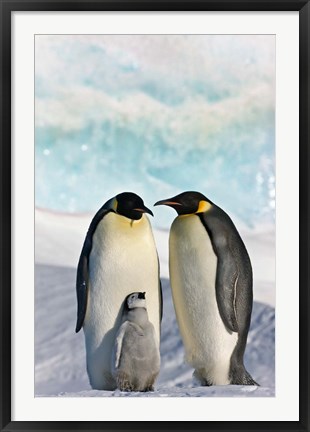 Framed Three Emperor Penguin, Snow Hill Island, Antarctica Print