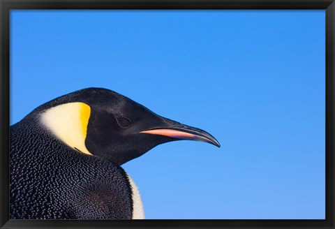 Framed Head of Emperor Penguin, Antarctica Print