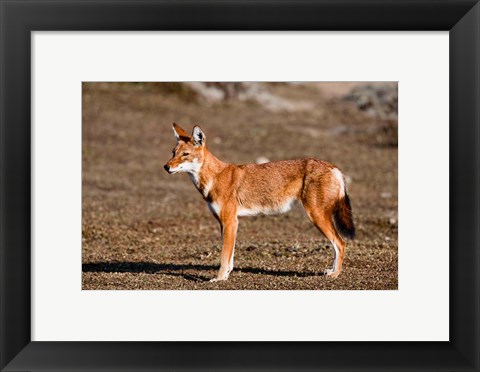 Framed Ethiopian Wolf, Bale Mountains Park, Ethiopia Print