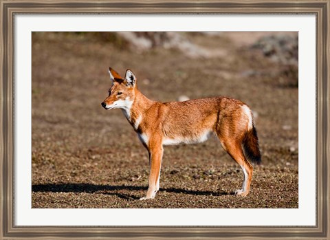 Framed Ethiopian Wolf, Bale Mountains Park, Ethiopia Print