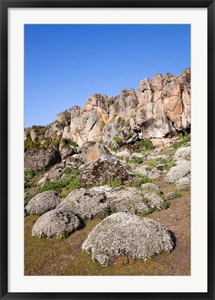 Framed Everlasting Flowers, Helichrysum, Denka valley, Bale Mountains, Ethiopia Print