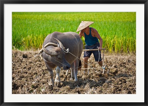 Framed Farmer plowing with water buffalo, Yangshuo, Guangxi, China Print