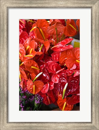 Framed Flamingo Flowers, Flower Market, Port Louis, Mauritius Print