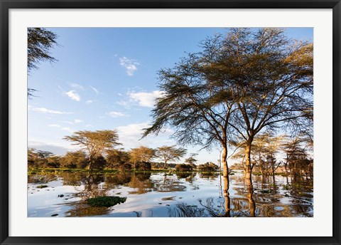 Framed Flooded shoreline, Lake Naivasha, Crescent Island Game Park, Kenya Print