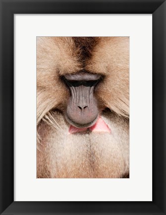 Framed Close up of Gelada Baboon, Ethiopia Print