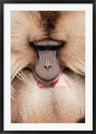 Framed Close up of Gelada Baboon, Ethiopia Print