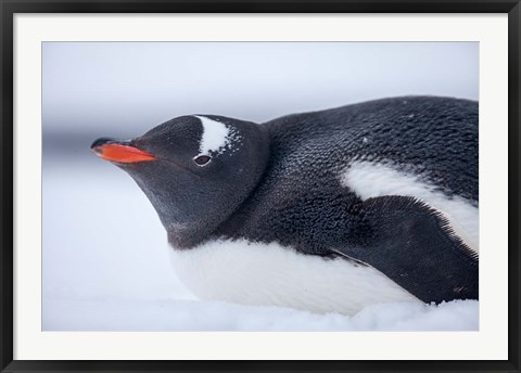 Framed Gentoo Penguin resting in snow on Deception Island, Antarctica. Print