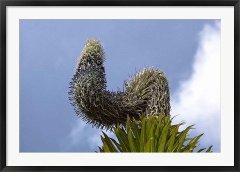 Framed Giant Lobelia flora of the Rwenzoris, Uganda Print