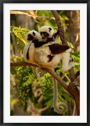 Framed Coquerel&#39;s sifakas, primate, deciduous forest MADAGASCAR Print