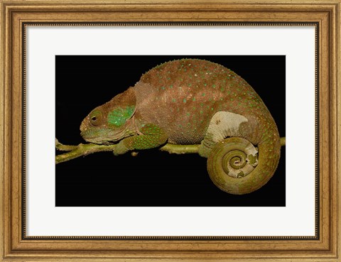 Framed Hilleniusi chameleon lizard, MADAGASCAR Print