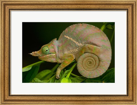 Framed Baudrier&#39;s Chameleon, Lizard, Madagascar, Africa Print