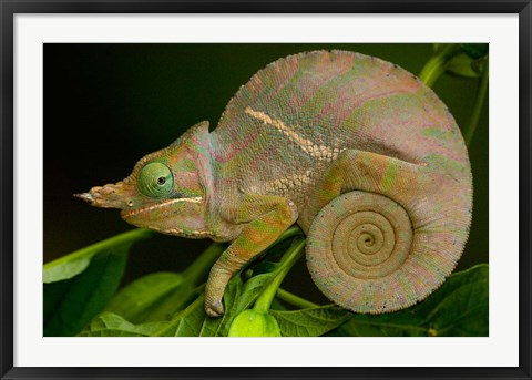 Framed Baudrier&#39;s Chameleon, Lizard, Madagascar, Africa Print