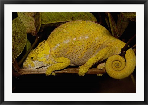 Framed Globular Chameleon, Lizards, Madagascar Print