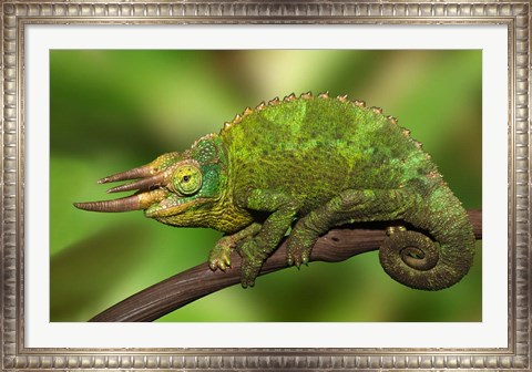 Framed Close-up of Jackson&#39;s Chameleon on limb, Kenya Print