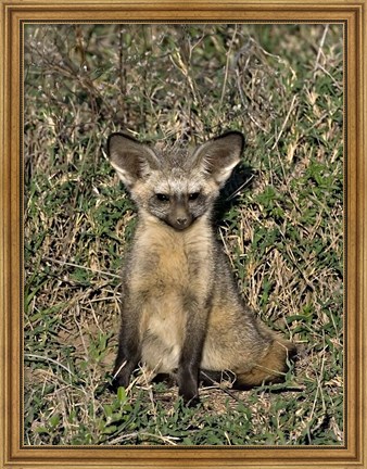 Framed Bat-Eared Fox, Tanzania Print