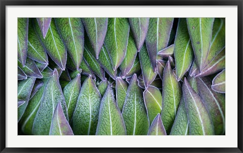 Framed Purple edged leaves of the Giant Lobelia rosette, Kenya Print