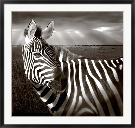 Framed Black &amp; White of Zebra and plain, Kenya Print