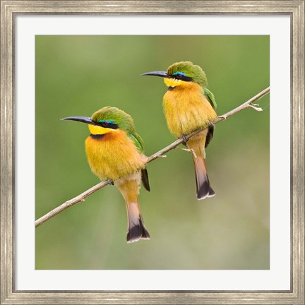 Framed Africa. Tanzania. Little Bee Eaters at Manyara NP Print