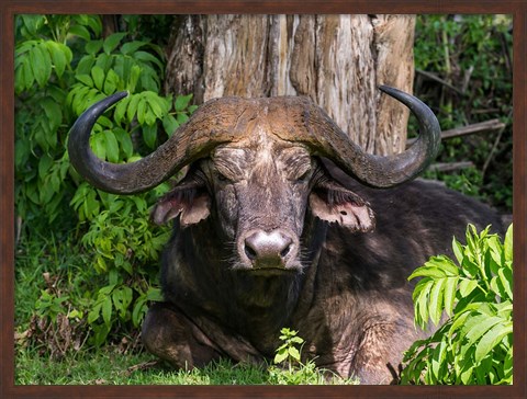 Framed African Buffalo, Aberdare National Park, Kenya Print