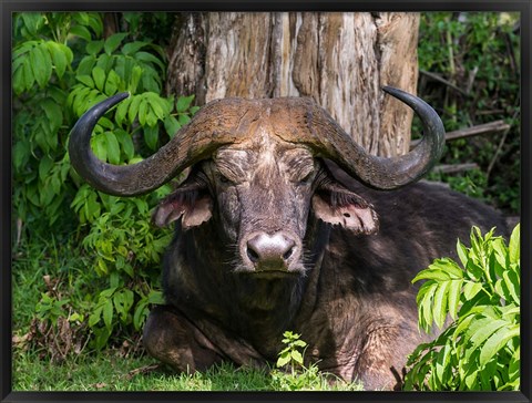 Framed African Buffalo, Aberdare National Park, Kenya Print