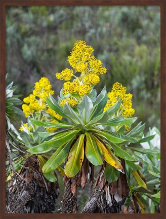 Framed Giant Groundsel in the Mount Kenya National Park, Kenya Print