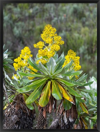 Framed Giant Groundsel in the Mount Kenya National Park, Kenya Print