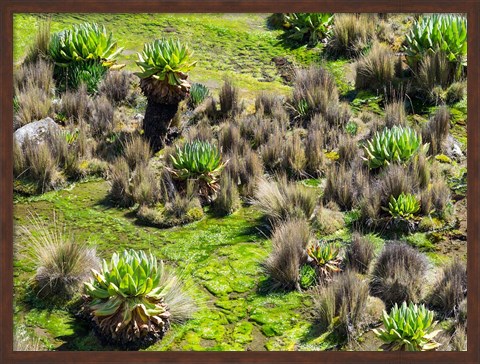 Framed Landscape with Giant Groundsel in the Mount Kenya National Park, Kenya Print