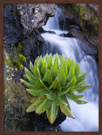 Framed Giant Groundsel by the falls in the Mount Kenya National Park, Kenya Print