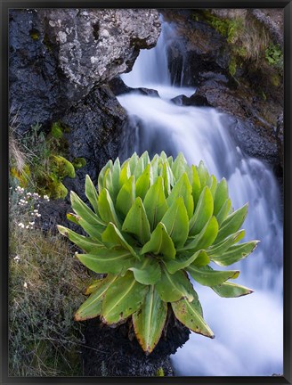 Framed Giant Groundsel by the falls in the Mount Kenya National Park, Kenya Print