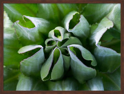 Framed Close up of Giant Groundsel, Kenya Print