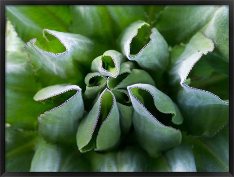 Framed Close up of Giant Groundsel, Kenya Print