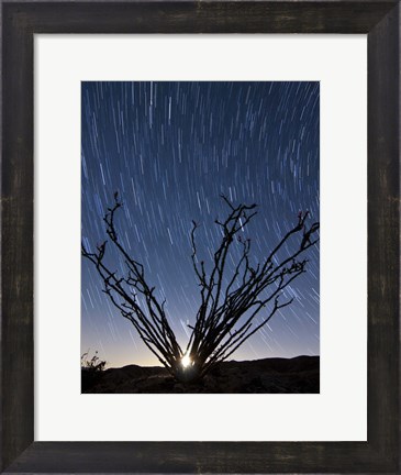 Framed setting moon is visible through the thorny branches on an ocotillo, California Print